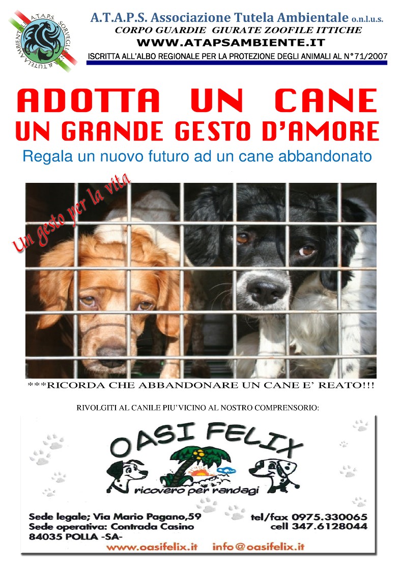 Adotta un cane - un grande gesto d'amore