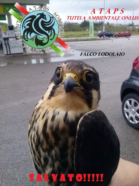 Falco Lodolaio